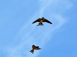 “Essere rondine”