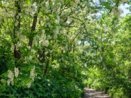 SIMA: meno contagi nelle città con più aree verdi e basso inquinamento