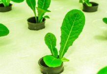 Cibo e Ambiente, le prime e principali medicine